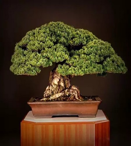 附石悬崖式罗汉松盆景图片,附石罗汉松造型图片