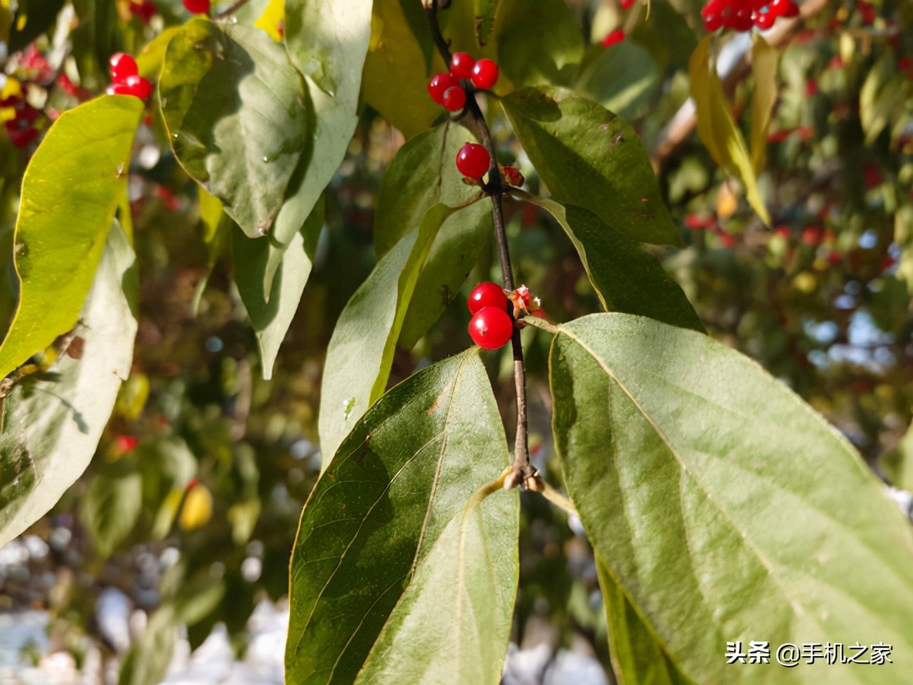 xperiapro-i拍摄体验视频,索尼微单手机xperiapro-i最新