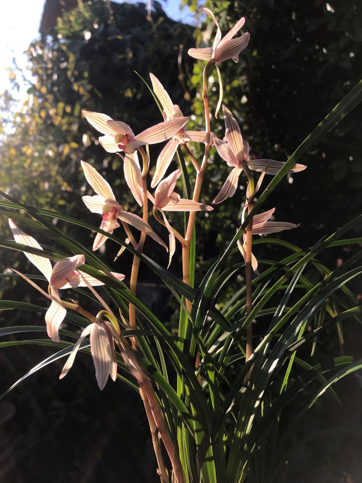 莲瓣兰五彩蝶品种简介,莲瓣兰大雪素有几个品种