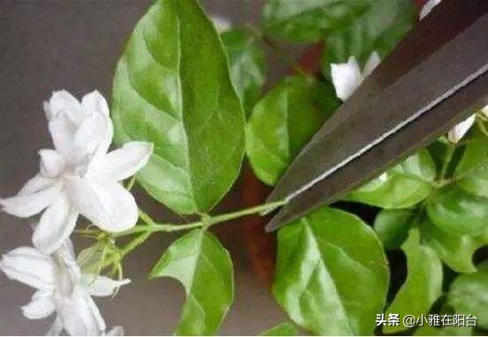 茉莉花盆栽浸盆浇花的正确方法,盆栽茉莉怎样浇水施肥