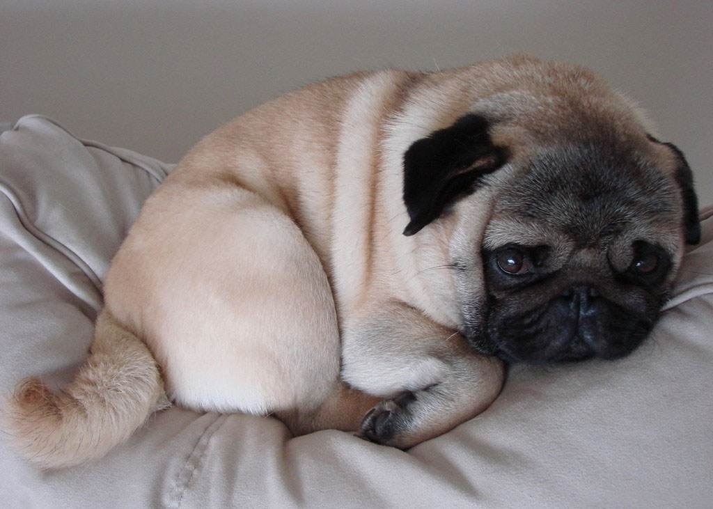 狗狗没了一只眼睛,狗狗只有一个睾丸正常吗