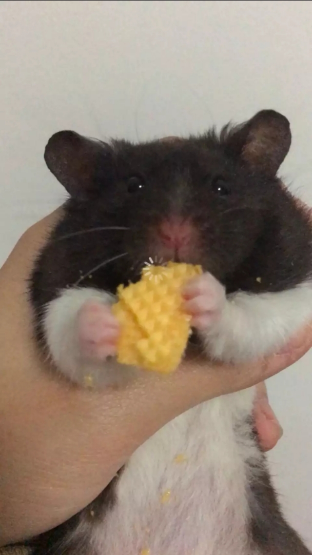 饲养仓鼠基地,仓鼠饲养笼子