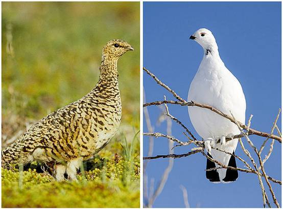 看鸟类视频,各种鸟类过冬姿态