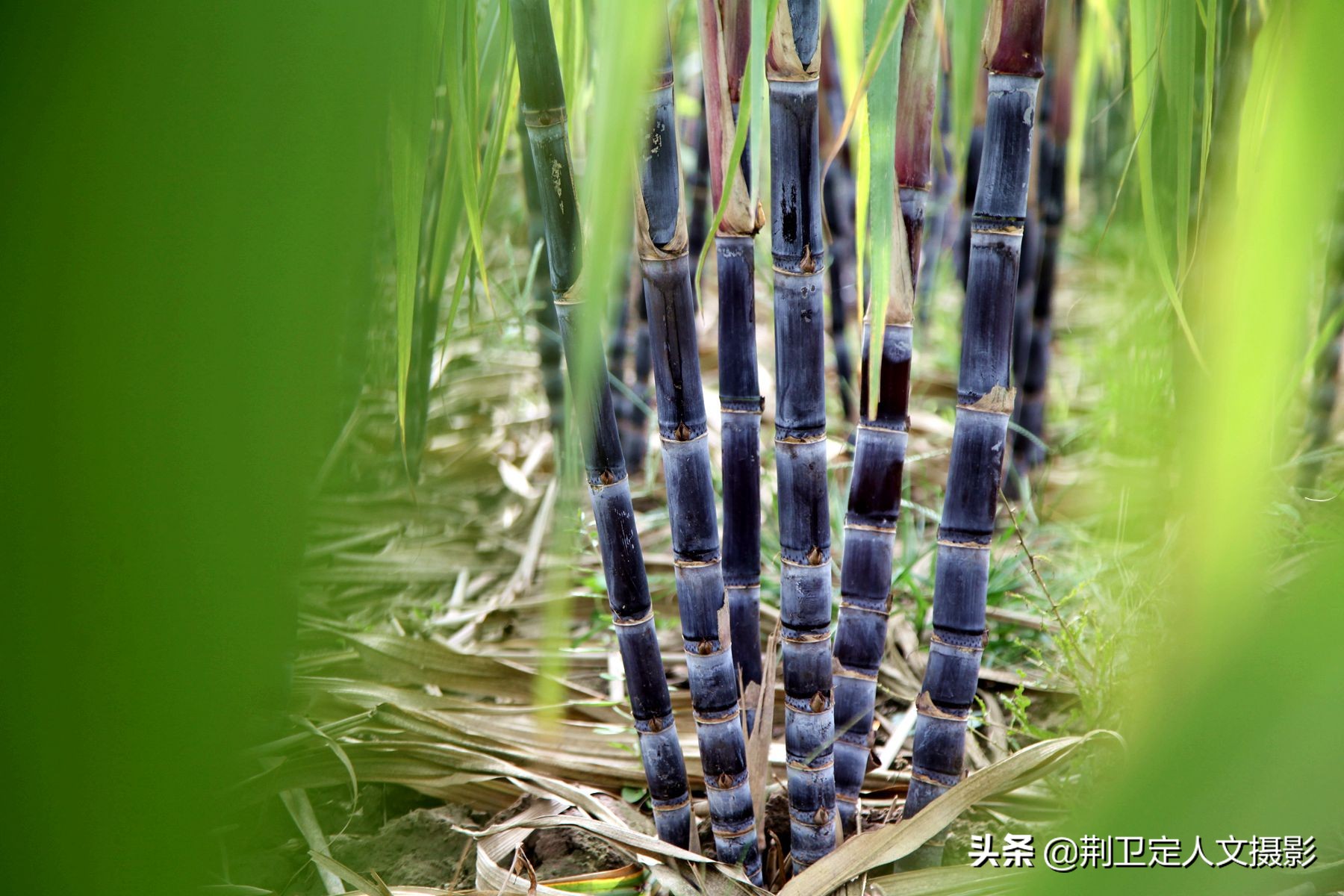 高标准农田种植水果甘蔗,山西农民种甘蔗