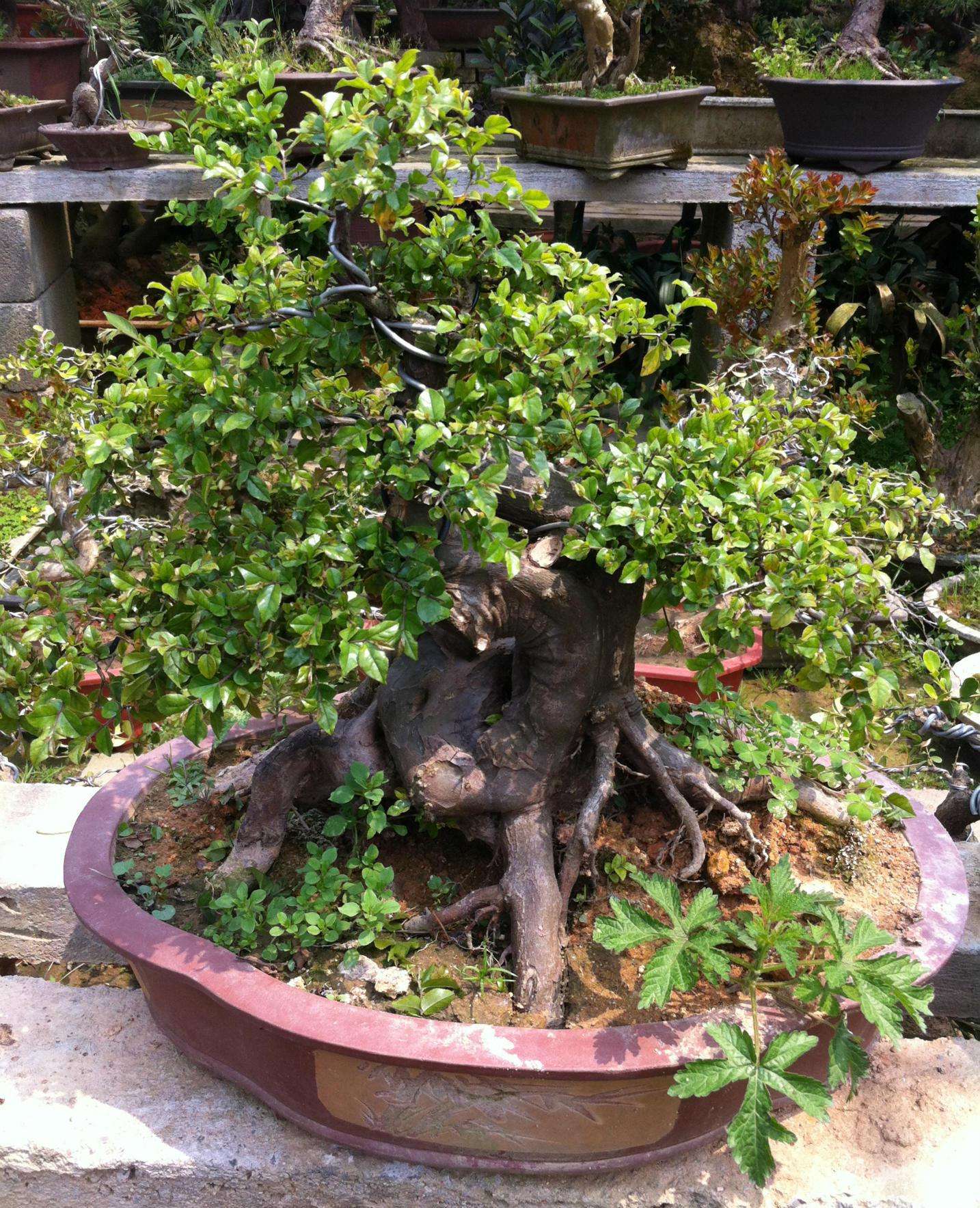 怎样养好雀梅的盆景,怎样养好雀梅盆景