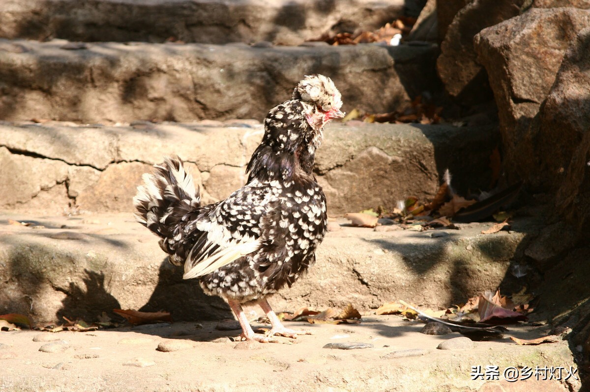 农村五万元创业养殖什么好,零元起步的农村创业养殖方法