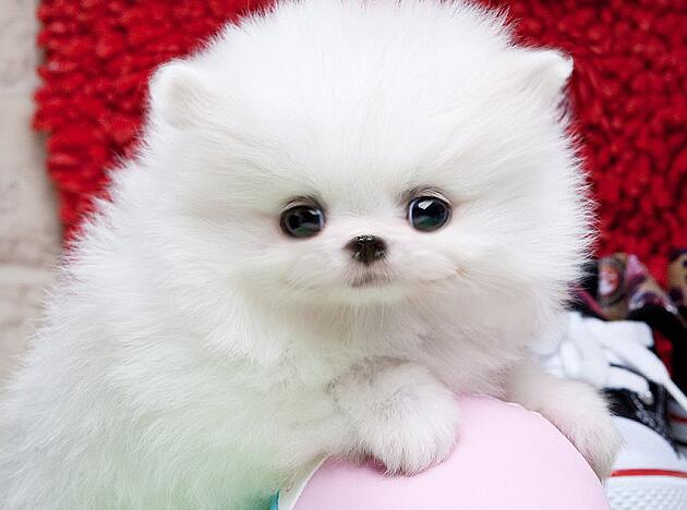 怎么挑选精品博美,怎么挑博美纯不纯