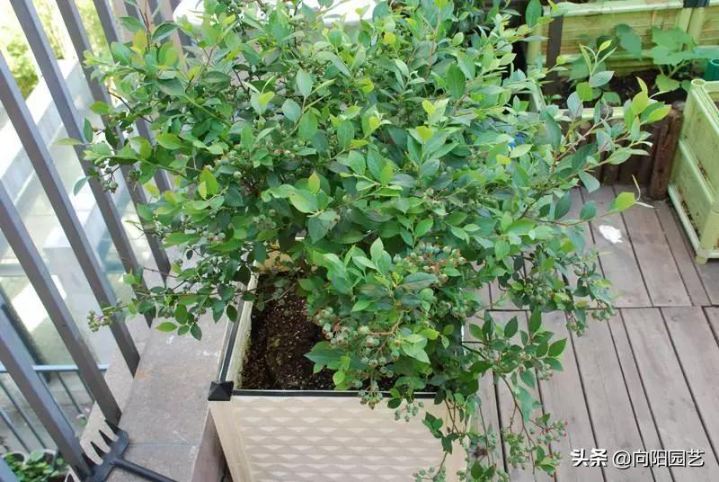阳台种蓝莓如何爆果子,怎么在家盆栽种植蓝莓