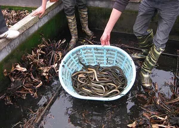 黄鳝，淡水水族中的小角色，凭什么成了直播时代的网红