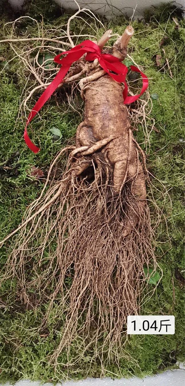 人参7两为参八两为宝什么意思,人参为什么说7两为参8两为宝