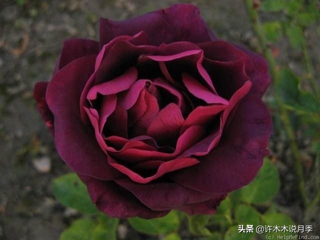 世上有黑色的花吗,世上有黑玫瑰吗