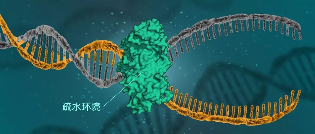 dna结构最新发现,解开dna结构之谜