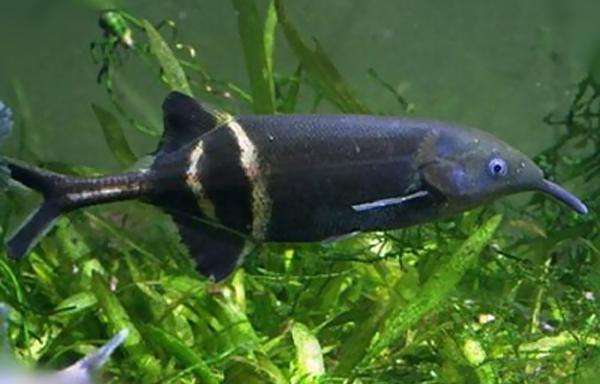 冷门高端观赏鱼有哪些鱼,比较好养的冷门观赏鱼小鱼