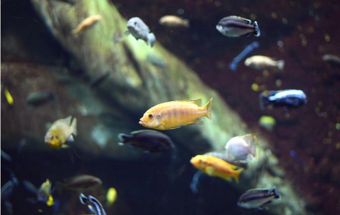 微生态制剂菌种简介之酵母菌