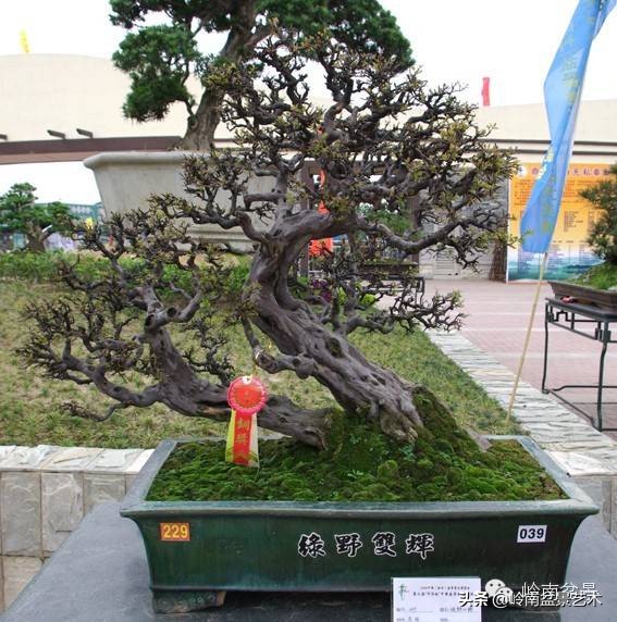 双干树,双干型果树