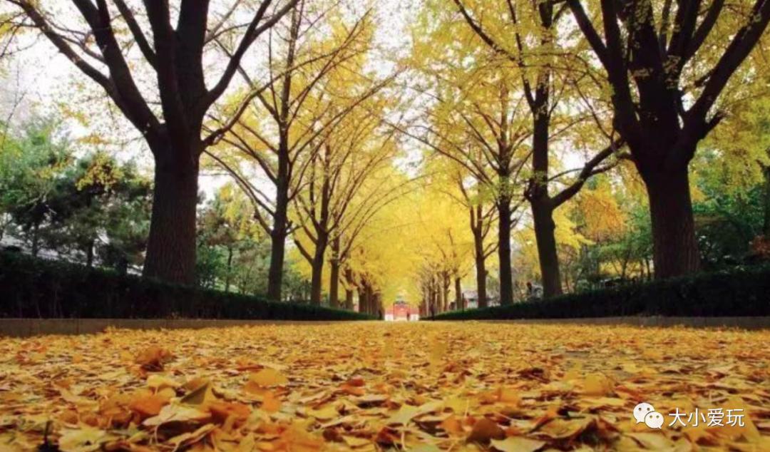 北京红螺寺银杏最佳观赏时间,北京赏银杏景区有哪些