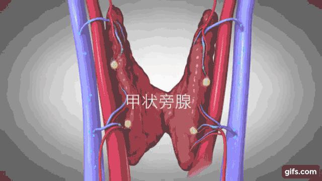 慢性肾病透析后肾还能恢复吗,慢性肾功能衰竭尿毒症透析