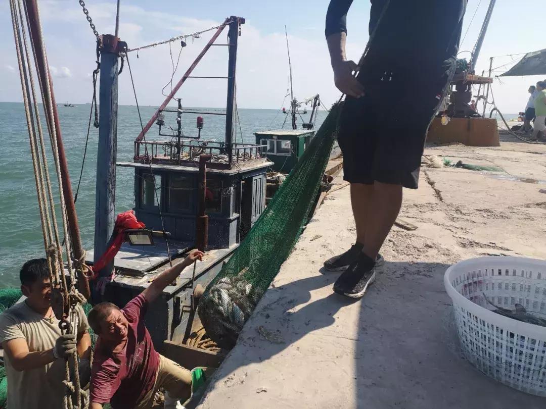 青岛开海了新鲜肥美的海鲜已上市,青岛开海红岛海鲜八大关