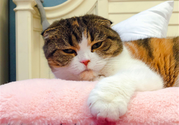 猫咪驱虫拉稀后应该怎么治,猫咪腹泻还能驱虫吗