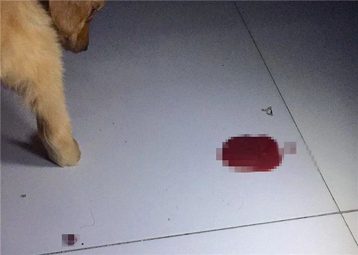 辟谣迷你狗的谣言,狗狗细小成犬后还会得吗