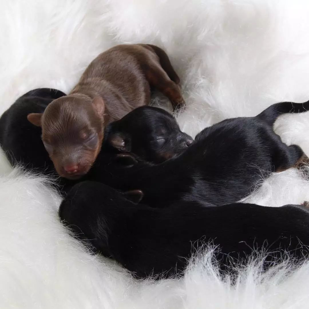 狗狗总爱舔舔舔，这是咋回事？