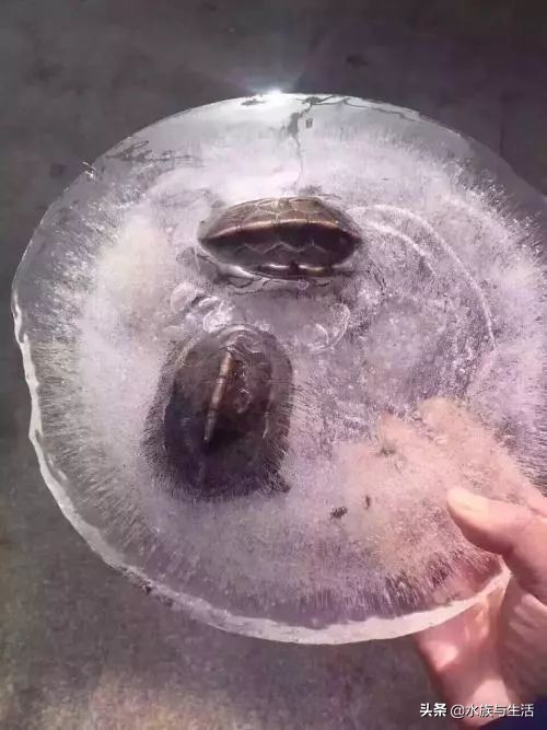 为什么原生鱼比热带鱼贵 (十大适合懒人养的国产原生鱼)