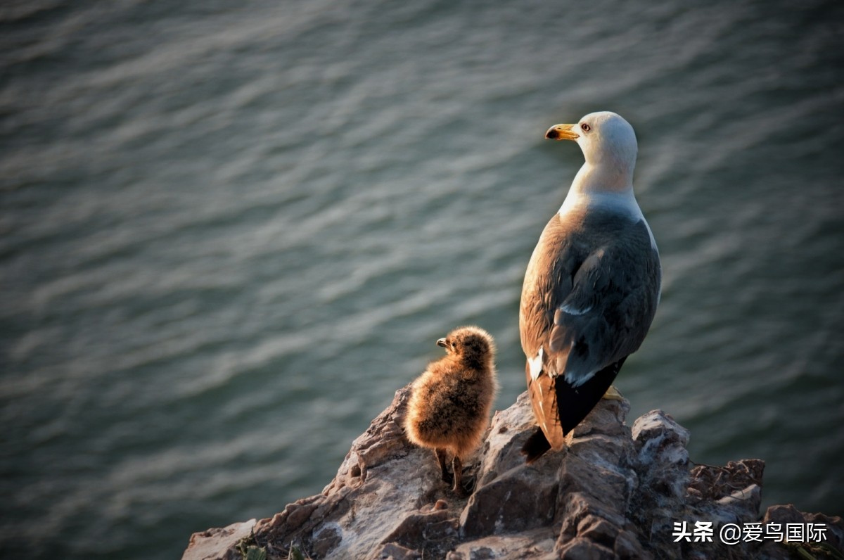 观鸟大年影片,观鸟大年在线观看