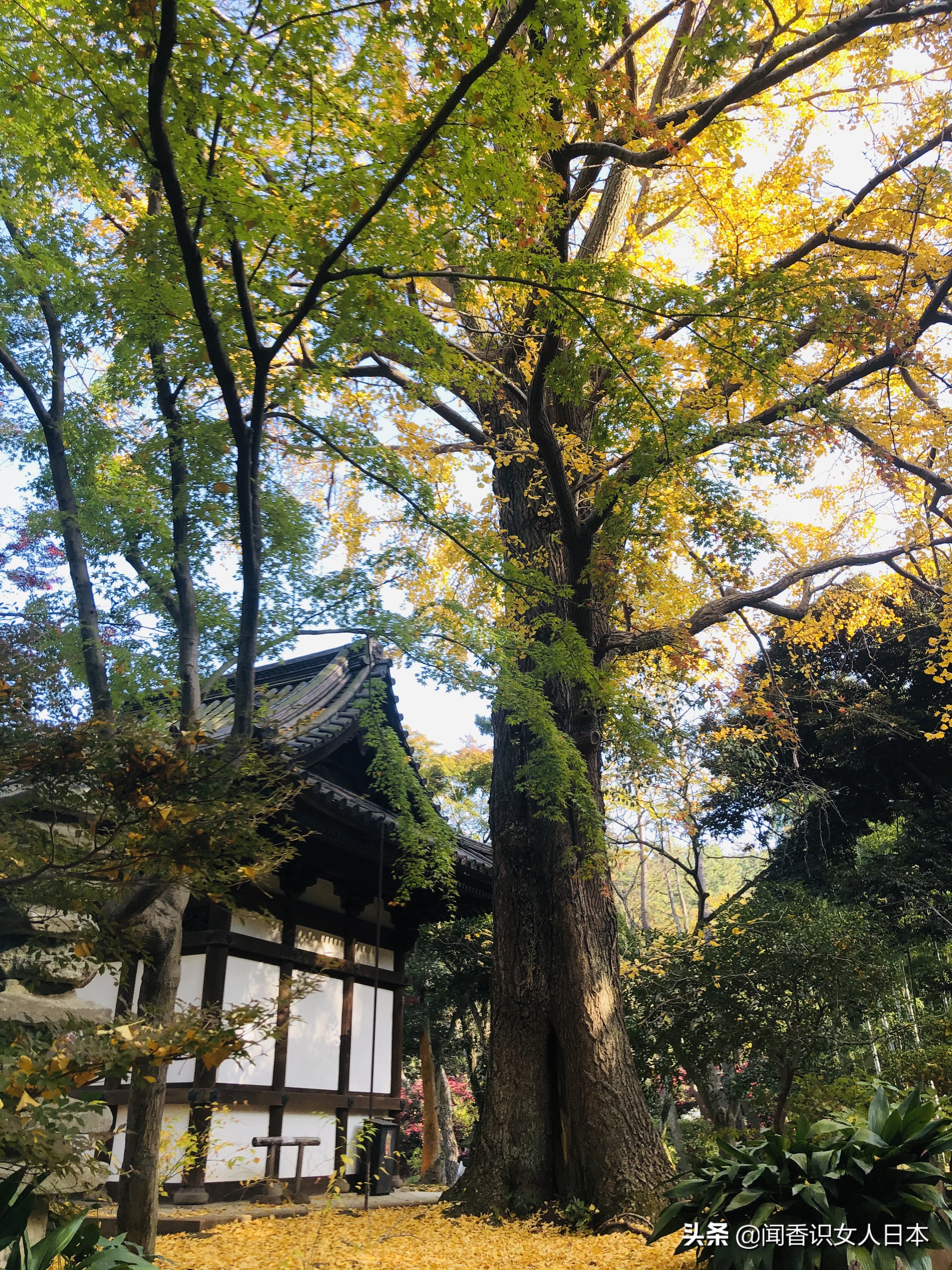 横滨三溪园,横滨三溪园介绍