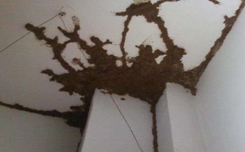 黑翅土白蚁彻底消灭的方法,树白蚁的消灭方法