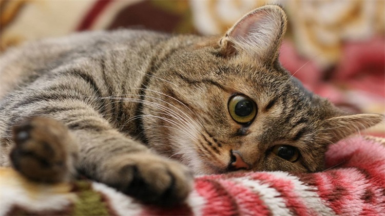 一个小方法，治好猫咪的抑郁症