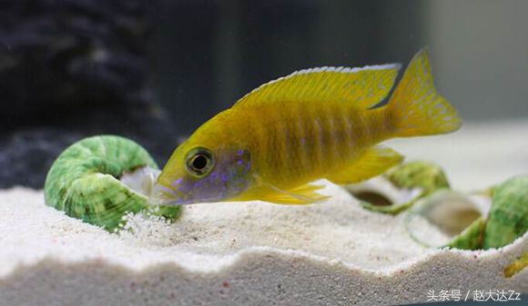 最美三湖蝴蝶,最美三湖