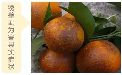 2021年柑橘锈壁虱什么时候适合打,锈壁虱病症特点