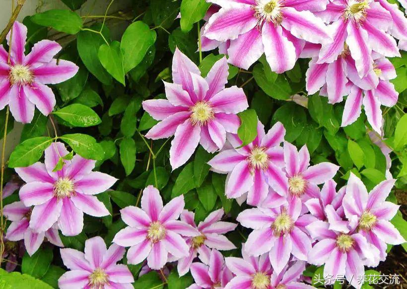 今年栽的爬藤月季,阳台种上这8种爬藤植物