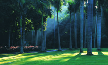 罗湖仙湖植物园,仙湖植物园植物区