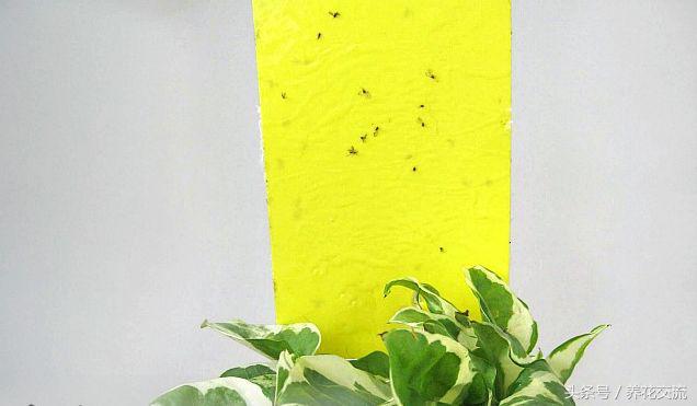 室内蚜虫从哪里来的,如何消灭蚜虫最有效的方法