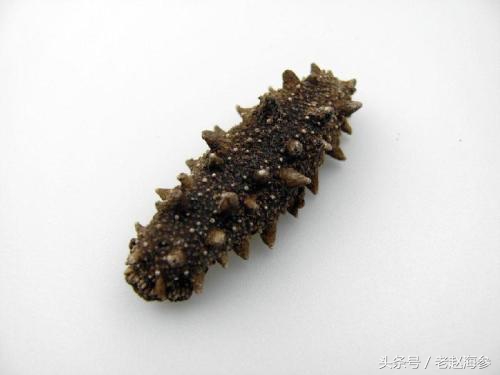 活海参怎么去除内脏,煮好的海参有涩味怎么办