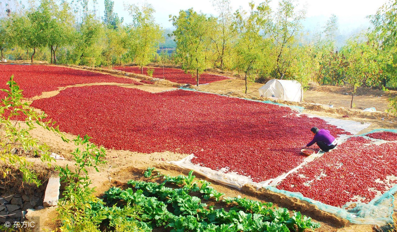 山东车牌是鲁d吗,山东车牌号是不是鲁a