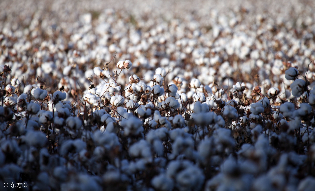 山东车牌是鲁d吗,山东车牌号是不是鲁a