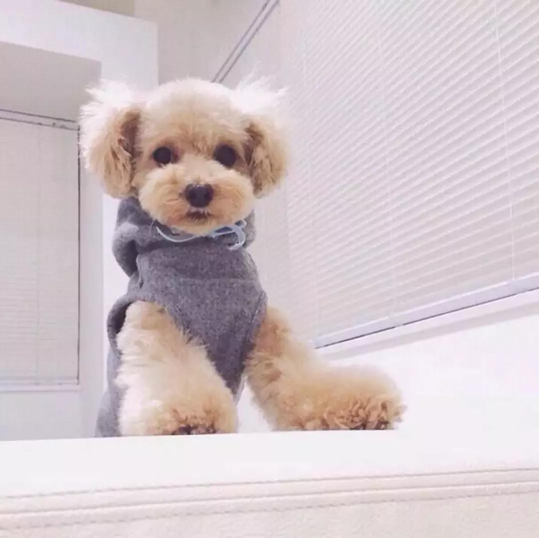 旺财宠物美容会馆,泰迪毛发打结用什么洗护