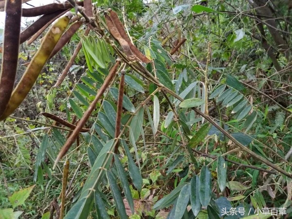 治疗皮肤瘙痒经常用上这2味中草药