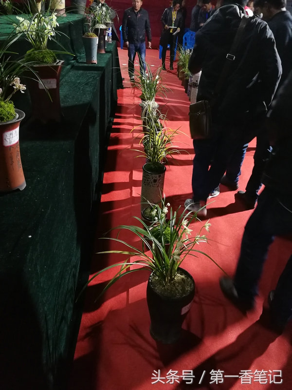 2020年云南兰花展获奖图片,2018年昆明兰花展精品图片