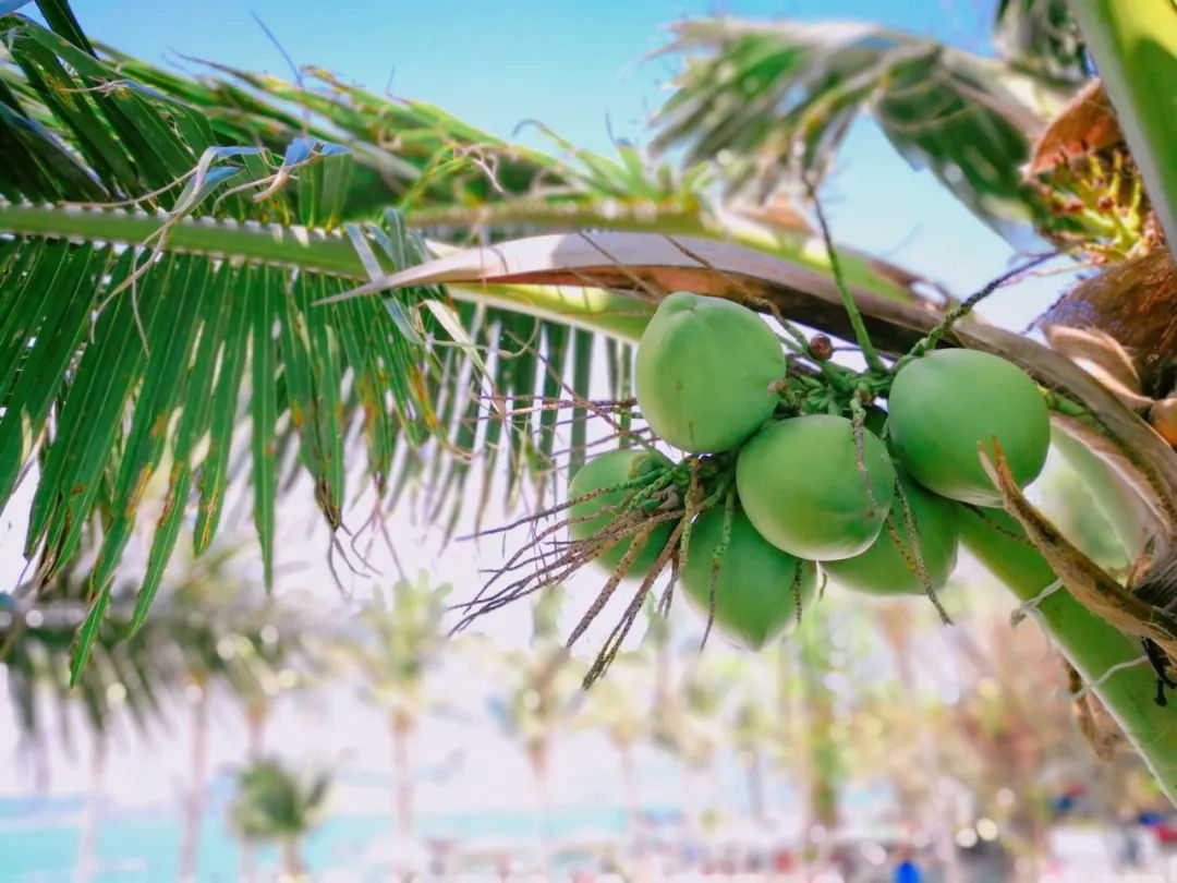 芽庄旅游攻略小清新,芽庄旅游小清新