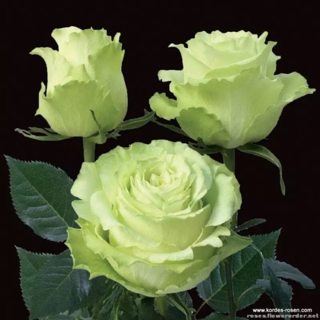 自己种的玫瑰花怎么没有花店的好,如何养花店买的玫瑰花