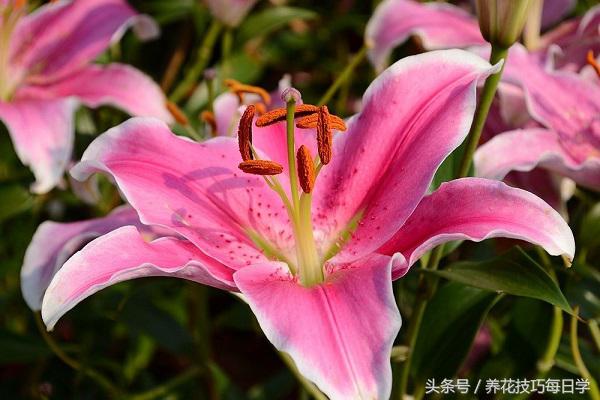 香水百合水培怎么养,盆栽香水百合的忌讳