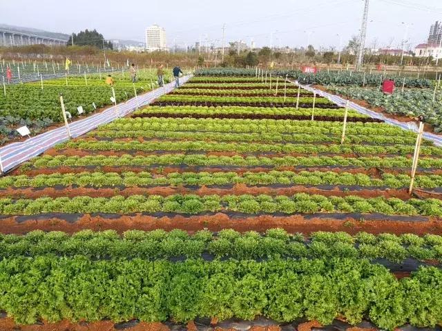 北京鼎丰生菜种子,专注成就专业品质铸就品牌