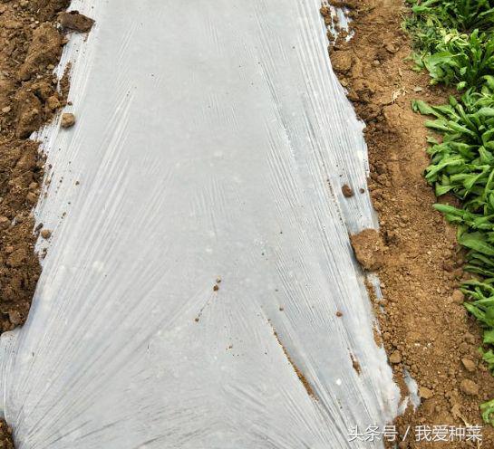 种菜的种植方法和技术,叶菜怎么种植最好