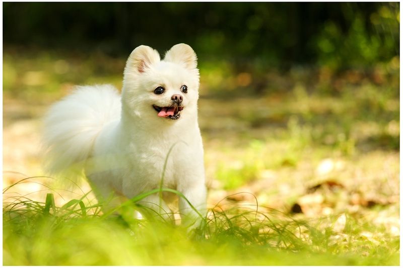 幼犬得了细小之后成活率有多高,三个月金毛得了细小死亡率高不高