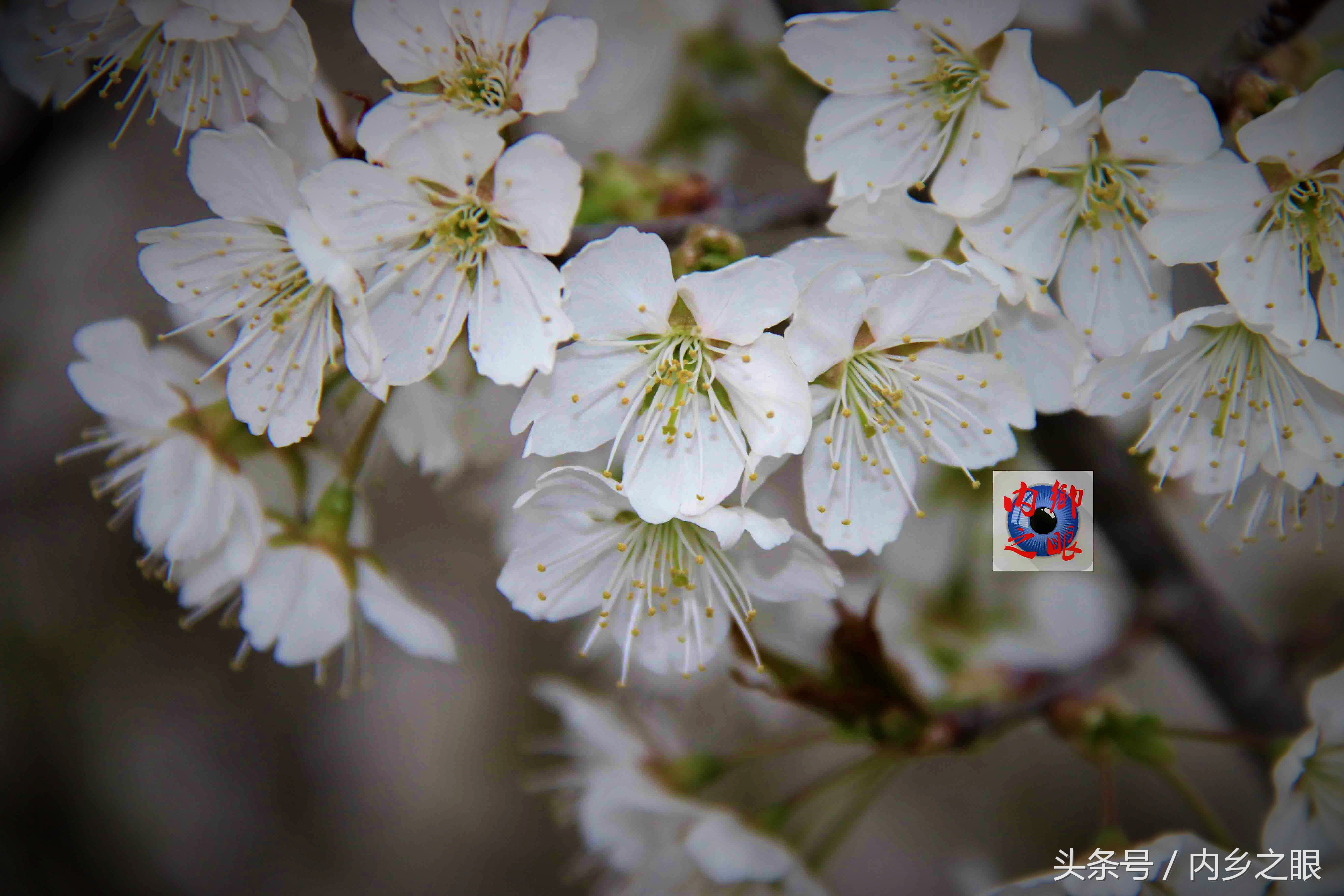 鍒版ū妗冩矡閲屾憳妯辨,鍐呬埂妯辨娌熸ū妗冪啛浜嗗悧