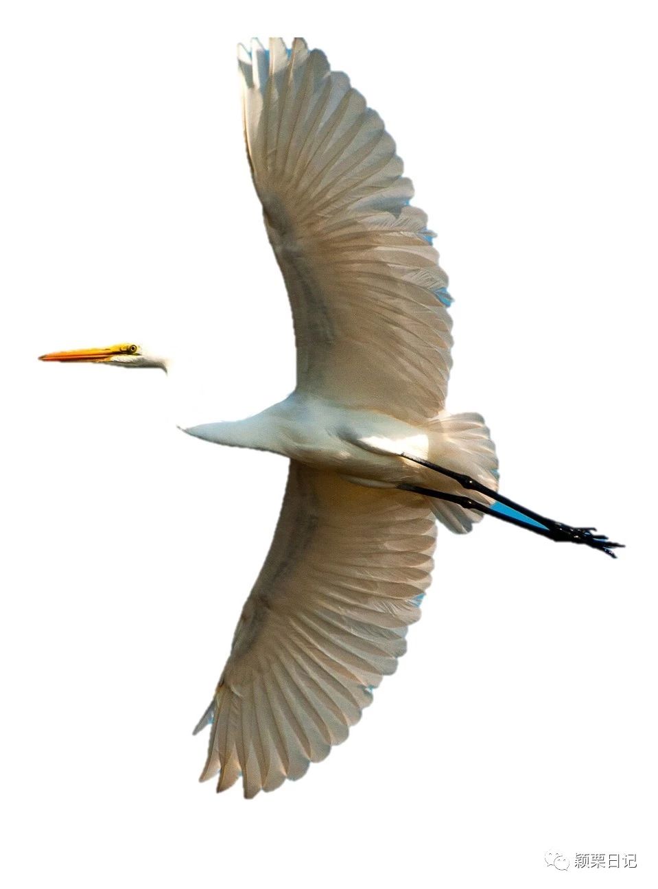 关于白鹭的资料,关于白鹭的资料五年级