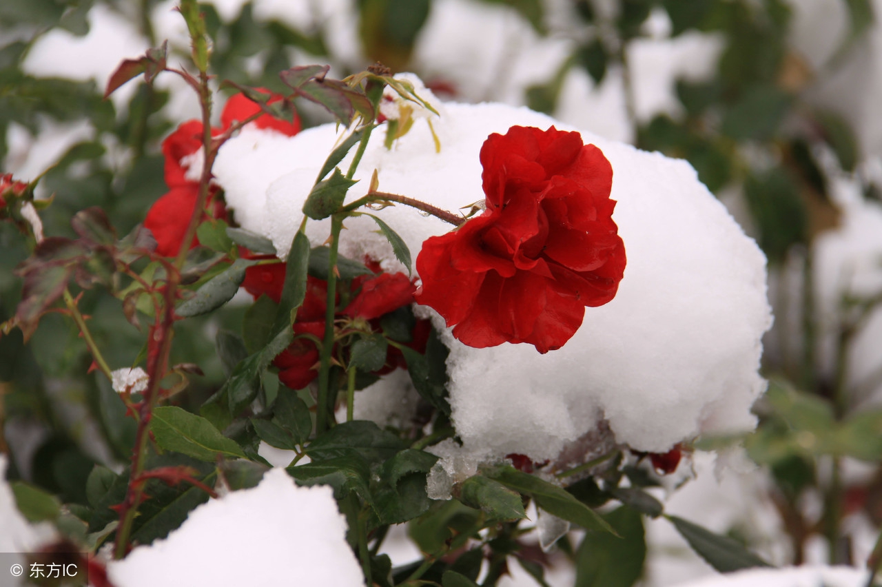 抖音雪中花,雪中花简谱